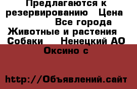 Предлагаются к резервированию › Цена ­ 16 000 - Все города Животные и растения » Собаки   . Ненецкий АО,Оксино с.